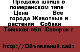 Продажа шпица в померанском типе › Цена ­ 20 000 - Все города Животные и растения » Собаки   . Томская обл.,Северск г.